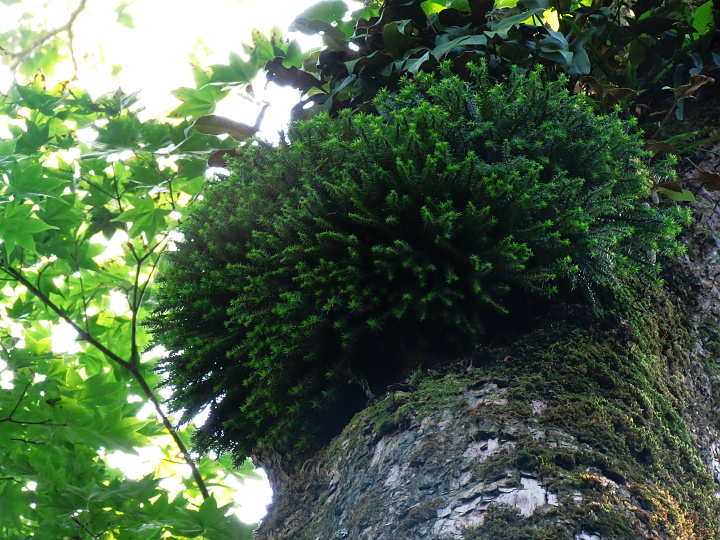 Forestrek ニセコネイチャーガイド フォレストレック-ブログ-